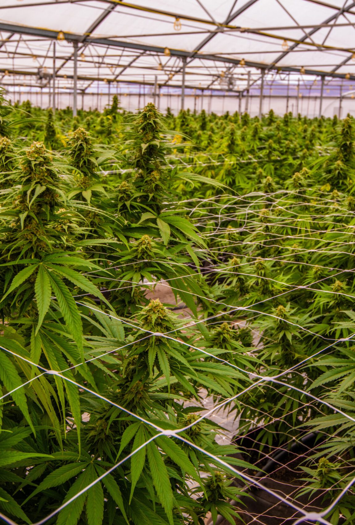 Cannabis Field